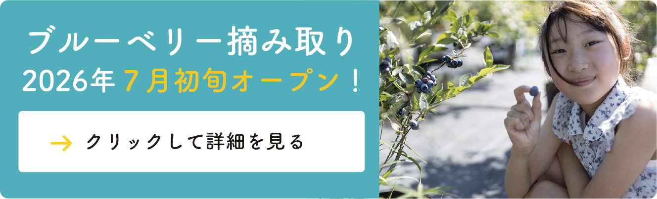 ブルーベリーLPリンク